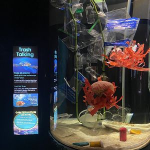Former Jellyfish/cuttlefish exhibit