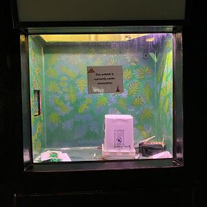 Former Milk Frog Exhibit