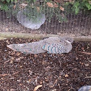 Grey peacock-pheasant 250222