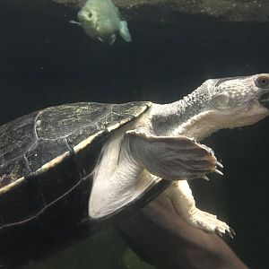 Northern Australian Snapping Turtle (Myuchelys latisternum)
