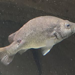 Butler’s Grunter (Syncomistes butleri)