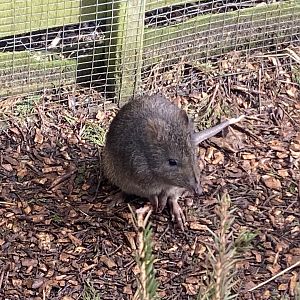 Long-nosed potoroo 250222