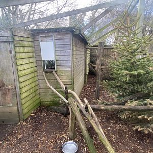 Jaguarundi enclosure 250222