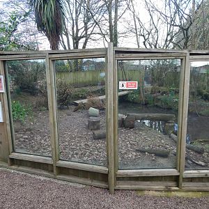 Asian small-clawed otter enclosure 250222