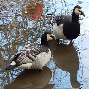 Barnacle geese 250222