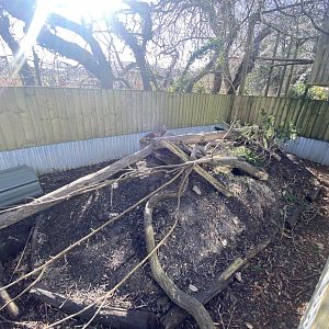 Black-tailed prairie dog exhibit 250222