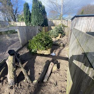 Meerkat exhibit 250222