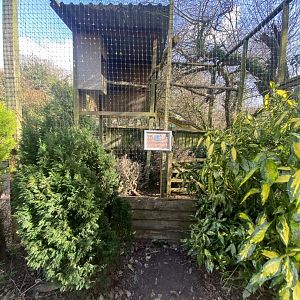 Eurasian great grey owl aviary 250222