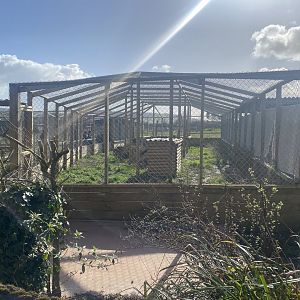 Caracal enclosure 250222