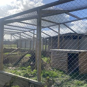 Caracal enclosure 250222