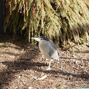 Black-crowned night heron 250222