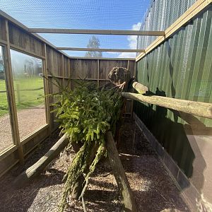 Common palm civet enclosure 250222