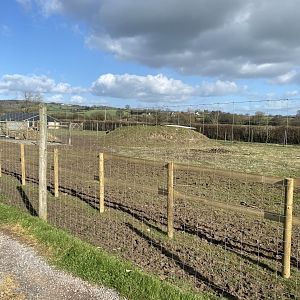Western sitatunga enclosure 250222
