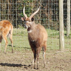 Western sitatunga 250222