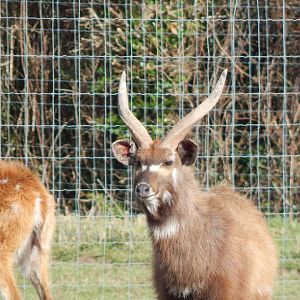 Western sitatunga 250222