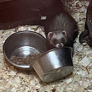 European polecat 250222