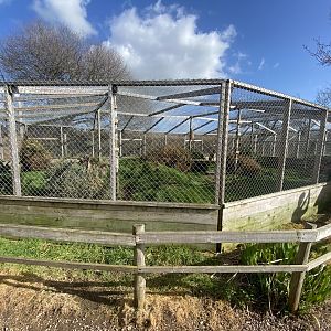 Serval enclosure 250222