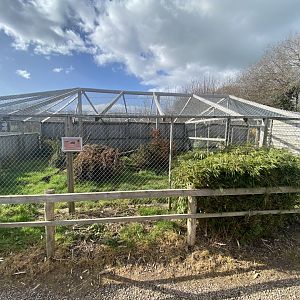 African civet enclosure 250222