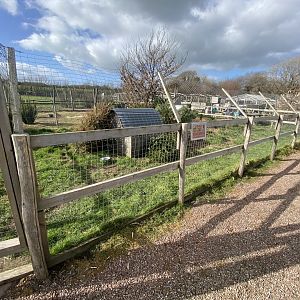 Azara's agouti enclosure 250222