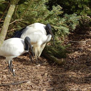 Sacred ibises 250222