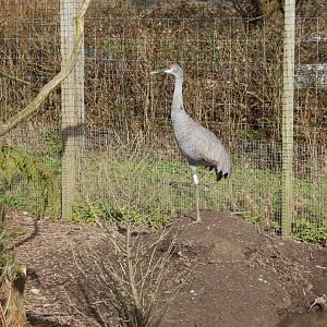 Sandhill crane 250222