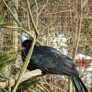Northern helmeted curassow 250222