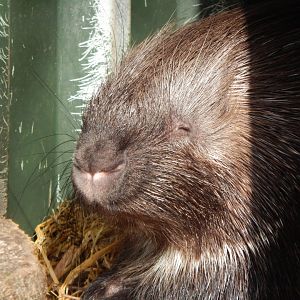 Crested porcupine 250222