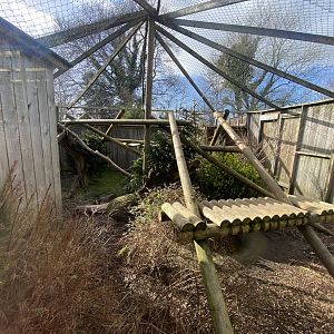 Palawan binturong exhibit 250222