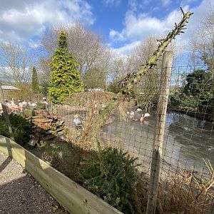 Flamingo enclosure 250222