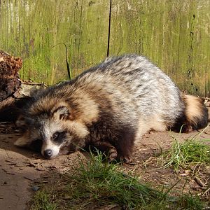 Raccoon dog 250222