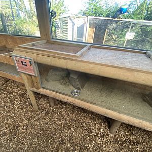 Jerboa sp. exhibit 250222