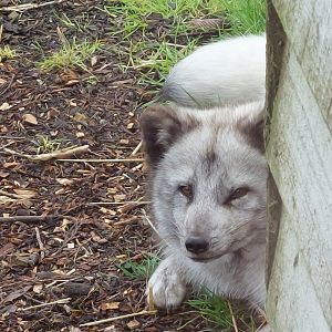Arctic fox 250222