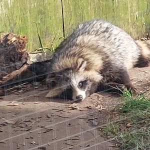Raccoon dog 250222