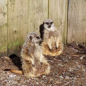 Meerkats 250222