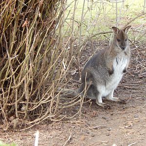 Tasmanian red-necked wallaby 280222