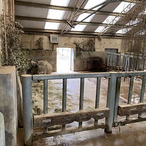 Southern white rhinoceros indoors 280222