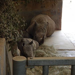 Southern white rhinoceroses 280222