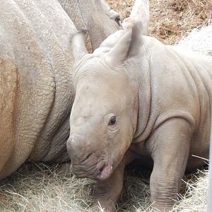 Southern white rhinoceroses 280222