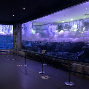 Antarctica Exhibit