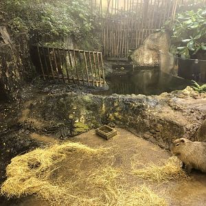 Capybara enclosure
