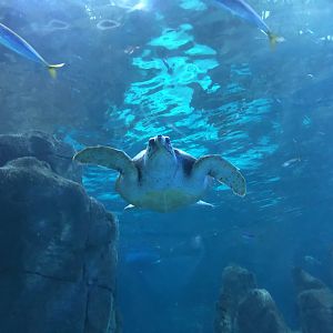 Loggerhead(?) sea turtle