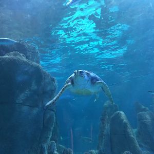 Loggerhead(?) sea turtle