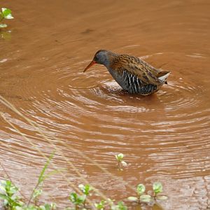 Water Rail, Paignton, March 2022
