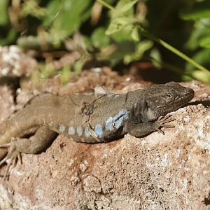 Southern Tenerife lizard (Gallotia galloti galloti)