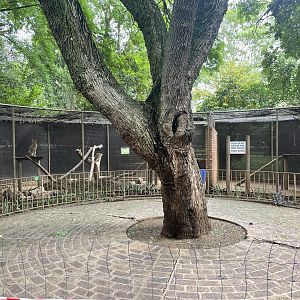 Serval Exhibit (Leptailurus serval)