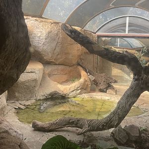 Brown Caiman Exhibit (Caiman crocodilus)