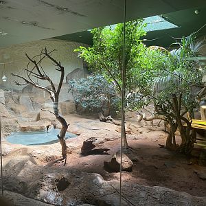 Nile Monitor and Yacare Caiman Exhibit (.Varanus niloticus, Caiman yacare)