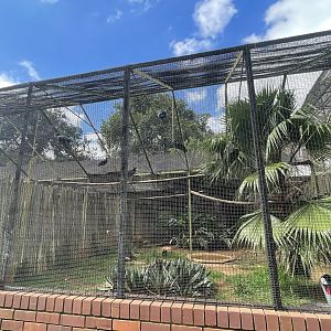 Waldrapp Aviary (Geronticus eremita)