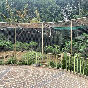 Lar Gibbon Exhibit (Hylobates lar)