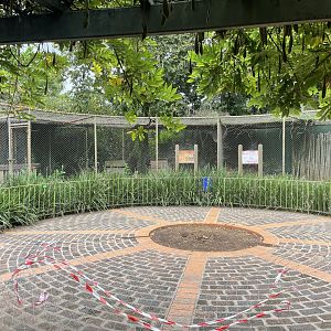 Serval Exhibit (Leptailurus serval)